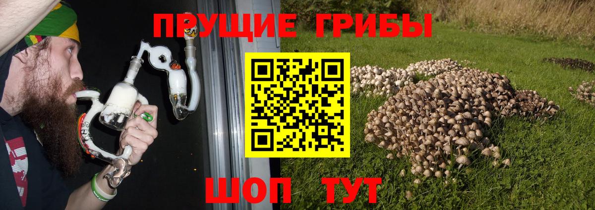 Псилоцибиновые грибы Psilocybe Моздок